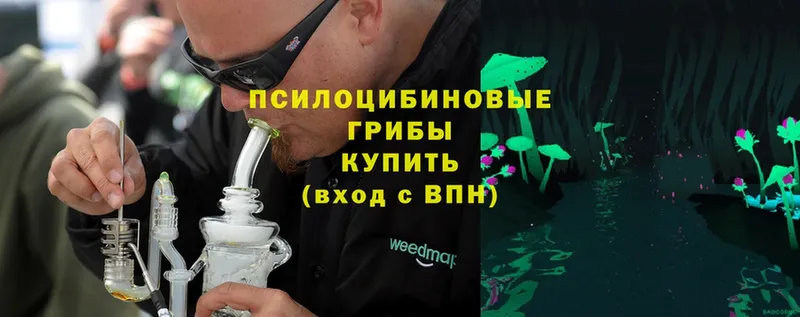 Галлюциногенные грибы Psilocybe Кузнецк